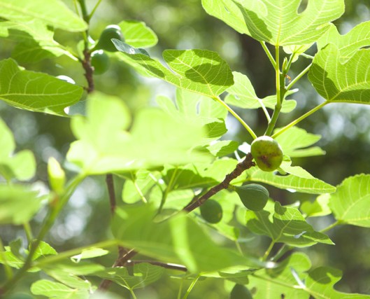 Fig Tree 1