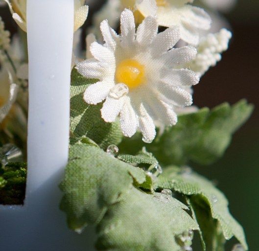 3 Miniature Daisies 2