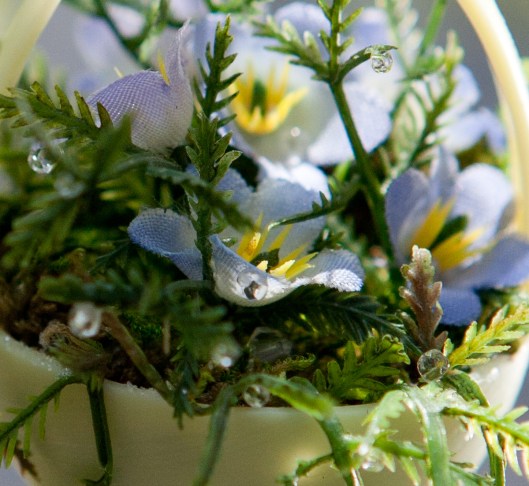 8 Miniature Forget me not