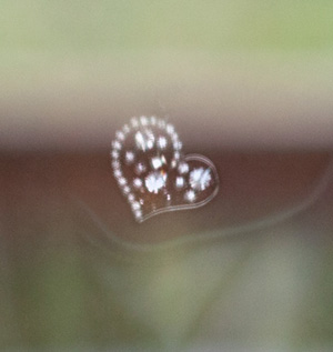 It was my own heart that contained the only sparkle in the day. I just had to look for it. It was there all along.