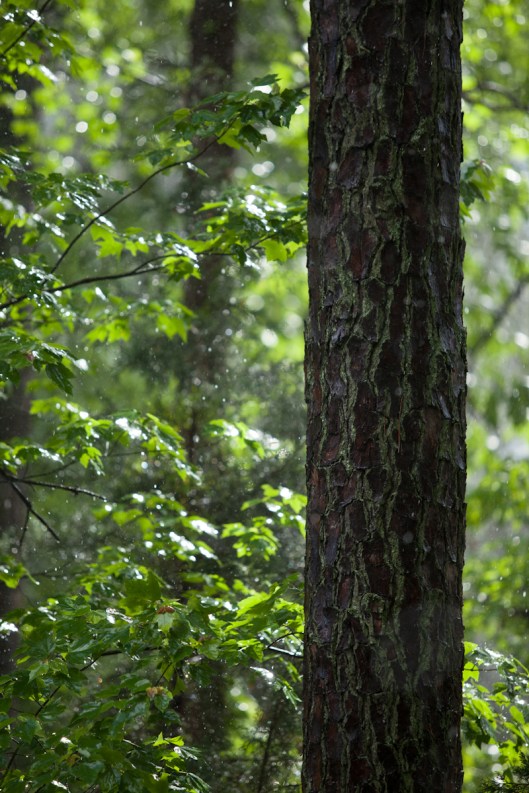 Even the trees are becoming mossy from all the dampness this spring.