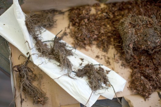 The strawberry plant roots were all tangled together in a mass