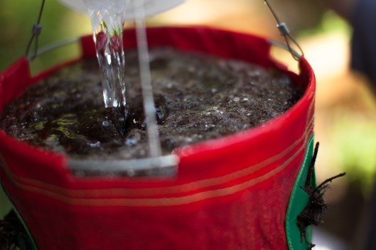 Strawberry Planter 12