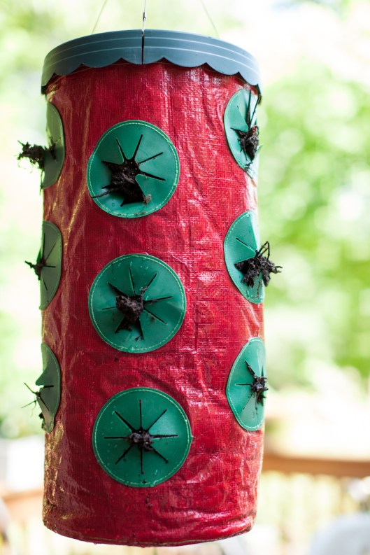 It's not the prettiest addition to our deck, but it is promising.