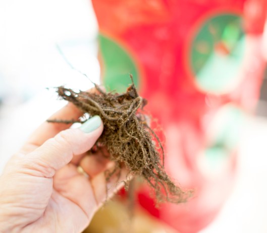 Strawberry plant... which end is which?