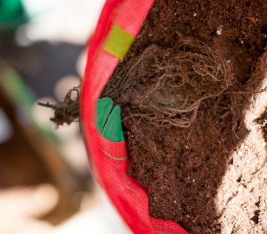 Strawberry Planter 5