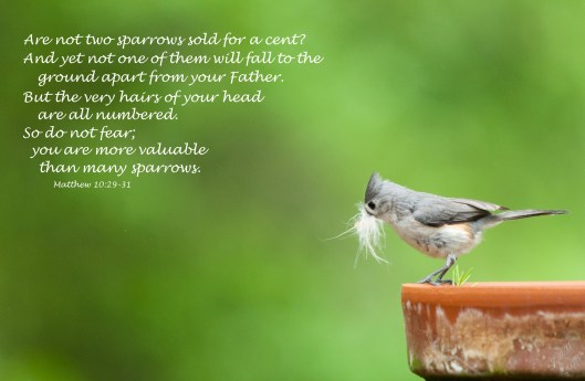 The tiny Tufted Titmouse flitted around our deck gathering bits of cat hair in its beak to feather its nest. 