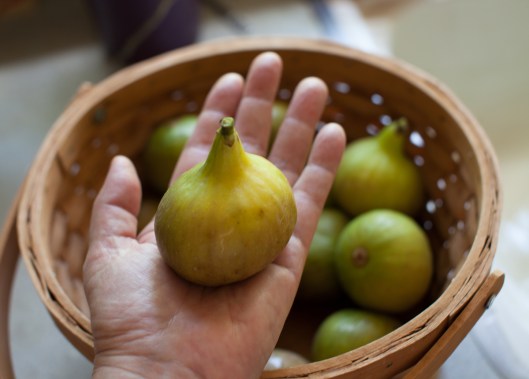 This warm-from-the-tree fig fits my palm!