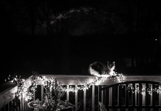 Our cat Matey enjoys the warmth of the Christmas lights.