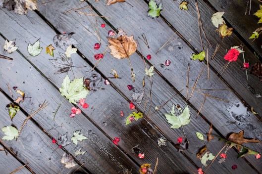 1 After rain 10 14 14