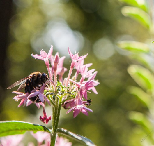 Pink flowers