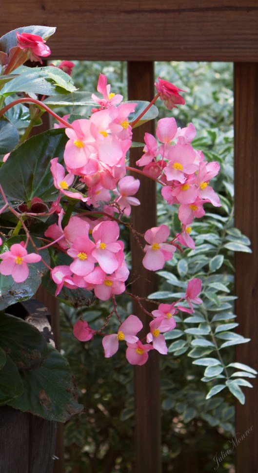 Pink Dragonwing Begonia