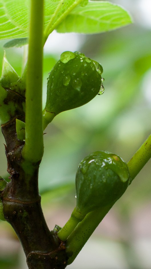 4 After rain 10 14 14