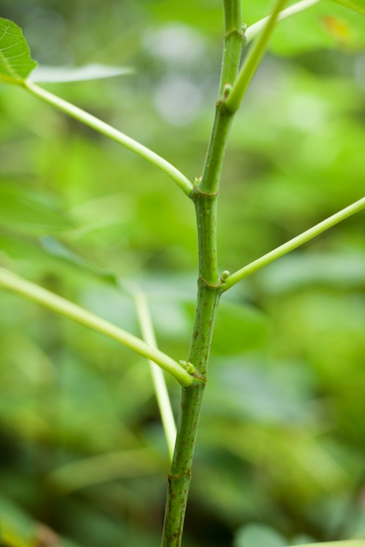 But there are bare stems where the little figs dropped too soon.