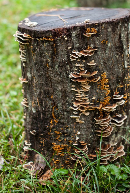 Fungus is growing on the fireside stumps