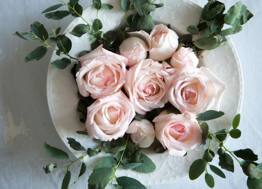 Pink roses