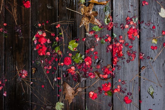 9 After rain 10 14 14 Impatiens petals on the deck