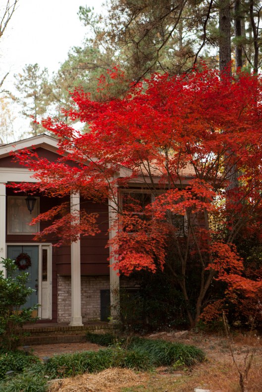 The Japanese Maple was spectacular this year.