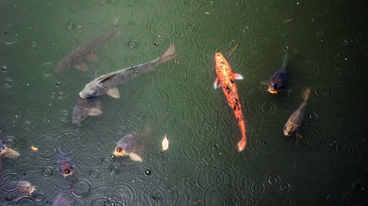 It was a rainy day in Kyoto, Japan at Nijo Castle. We enjoyed watching the koi in the ponds.