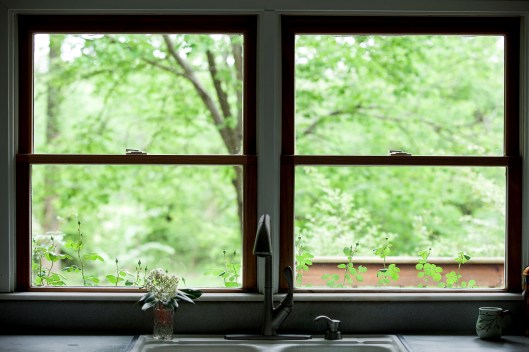 12 Rose New Dawn buds