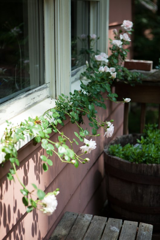 13 Rose New Dawn blooming