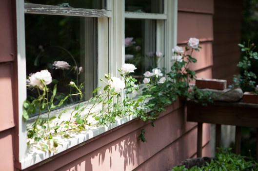 14 Rose New Dawn blooming