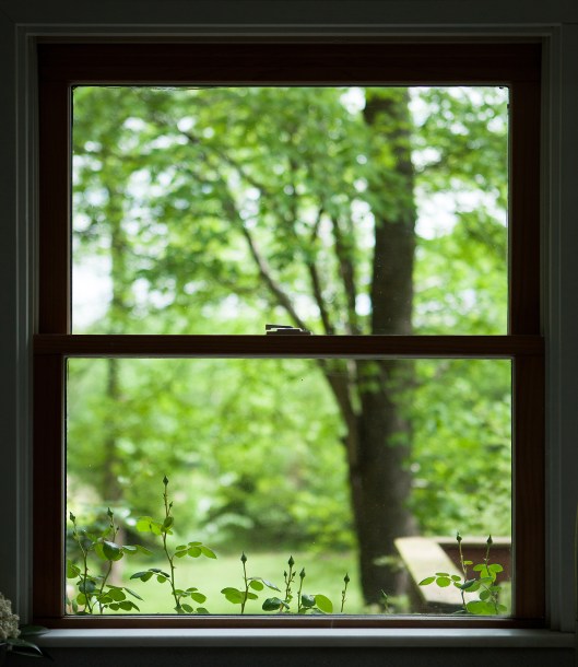 New Dawn rose buds peek in the kitchen window.
