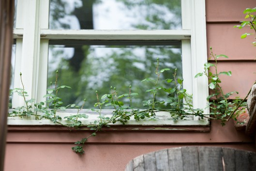 Look how far that rose has grown! All the way to the window!