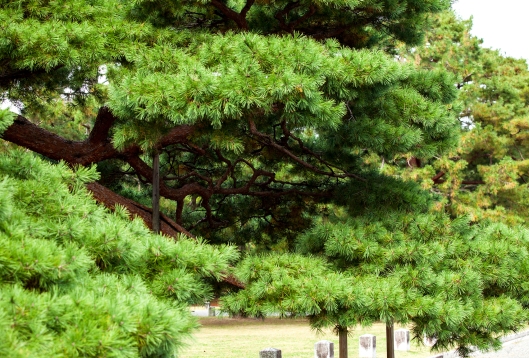 1 Japan tree Kyoto