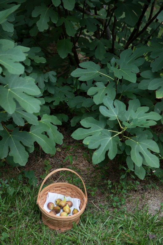 The entire first harvest of figs.