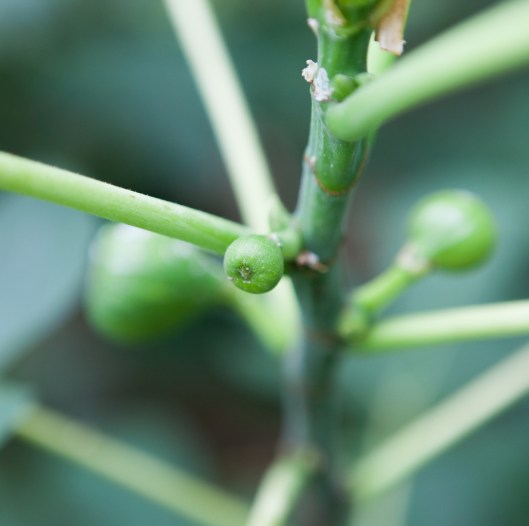 We rarely get a second harvest of figs, which usually freezes before it has time to ripen.