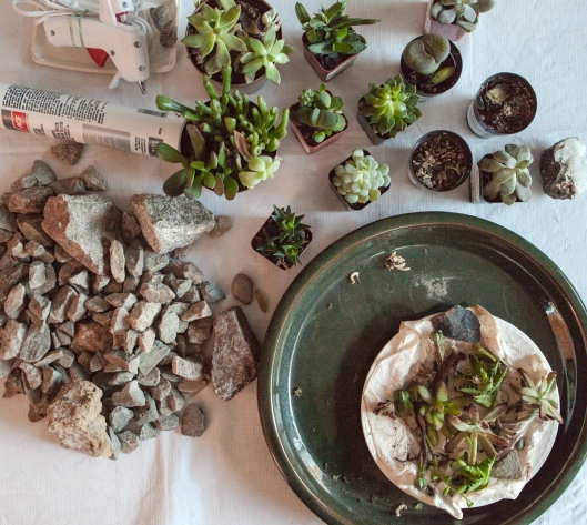 1-succulent-arrangement-materials