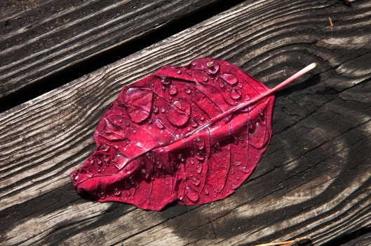 The poinsettia leaf had fallen but it was still good for something. It held rain.