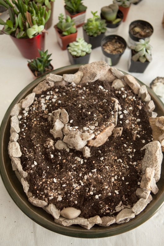 5-succulent-arrangement-layer-of-cactus-succulent-soil