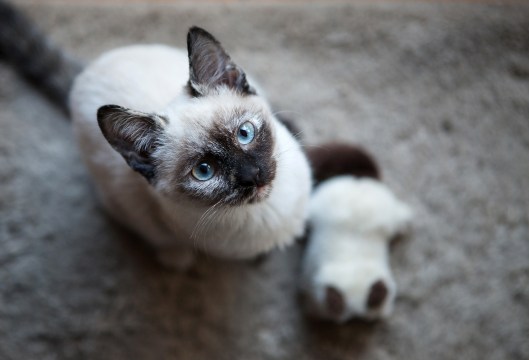 12-our-siamese-kitten-and-her-siamese-kitten-stuffie