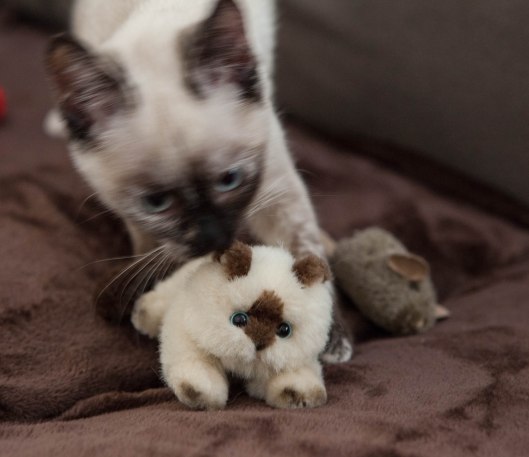 3-coco-and-her-stuffie