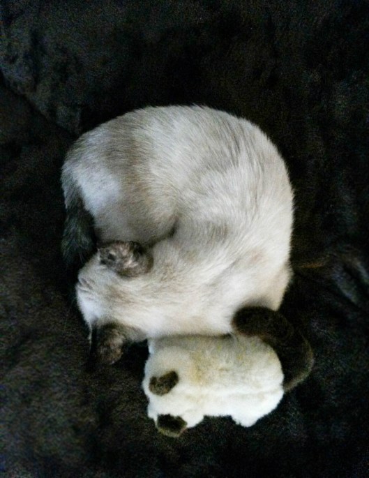 4-coco-and-stuffie-sleep